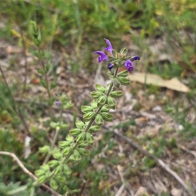 Salvia verbenaca var. verbenaca at Isaacs, ACT - Today by Mike