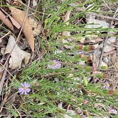 Vittadinia (genus) at Isaacs, ACT - Today by Mike