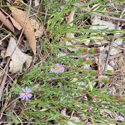 Vittadinia (genus) at Isaacs, ACT - Today by Mike