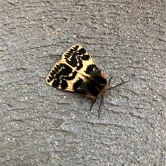 Ardices curvata (Crimson Tiger Moth) at Watson, ACT - 8 Oct 2025 by NadiaHJ