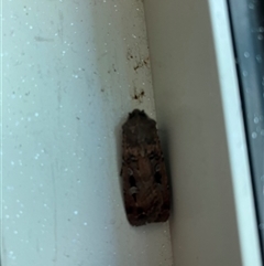 Agrotis infusa (Bogong Moth, Common Cutworm) at Capital Hill, ACT - 16 Oct 2025 by NadiaHJ
