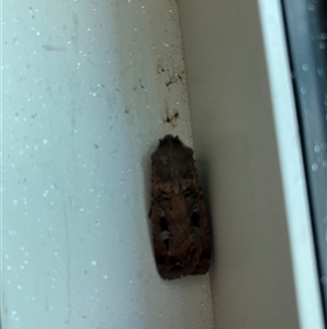 Agrotis infusa (Bogong Moth, Common Cutworm) at Capital Hill, ACT - 16 Oct 2025 by NadiaHJ
