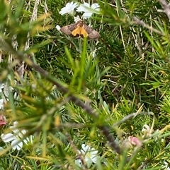 Uresiphita ornithopteralis (Tree Lucerne Moth) at Nicholls, ACT - 21 Oct 2025 by Rosie