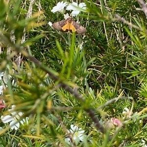 Uresiphita ornithopteralis (Tree Lucerne Moth) at Nicholls, ACT - Yesterday by Rosie