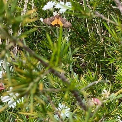 Uresiphita ornithopteralis (Tree Lucerne Moth) at Nicholls, ACT - 21 Oct 2025 by Rosie