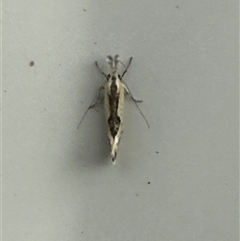Thema macroscia (A concealer moth) at Lyons, ACT - 21 Oct 2025 by ran452
