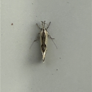 Thema macroscia (A concealer moth) at Lyons, ACT - Yesterday by ran452