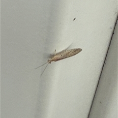 Micromus tasmaniae (Tasmanian Brown Lacewing) at Lyons, ACT - 21 Oct 2025 by ran452