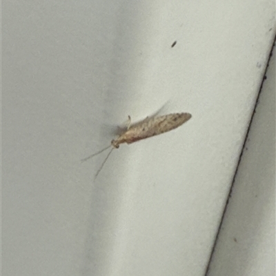 Micromus tasmaniae (Tasmanian Brown Lacewing) at Lyons, ACT - 21 Oct 2025 by ran452