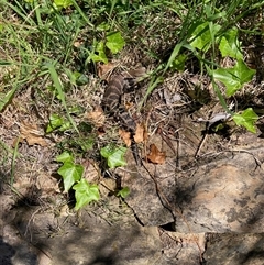 Tiliqua scincoides scincoides (Eastern Blue-tongue) at Hall, ACT - 16 Oct 2025 by Rosie