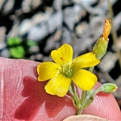 Oxalis perennans (Grassland Wood Sorrel) at Hawker, ACT - 18 Oct 2025 by sangio7