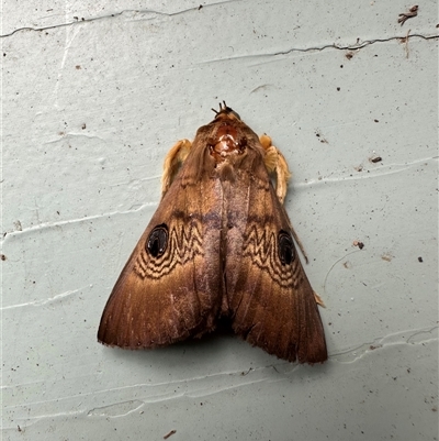 Dasypodia selenophora (Southern old lady moth) at  - suppressed by Batogal