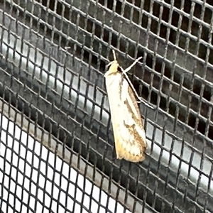 Unverified Moth (Lepidoptera) at Aranda, ACT - Yesterday by KMcCue