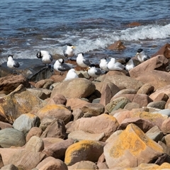 Thalasseus bergii at Emu Bay, SA - 16 Sep 2025 by AlisonMilton