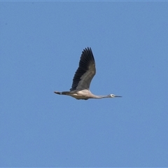 Egretta novaehollandiae at Wisanger, SA - 16 Sep 2025 by AlisonMilton