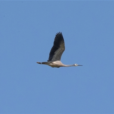 Egretta novaehollandiae at Wisanger, SA - 16 Sep 2025 by AlisonMilton