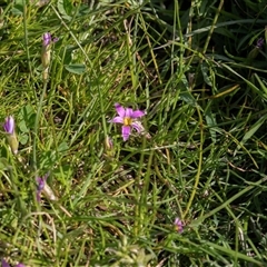 Romulea rosea var. australis at Wisanger, SA - 16 Sep 2025 by AlisonMilton
