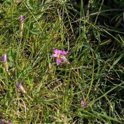 Romulea rosea var. australis at Wisanger, SA - 16 Sep 2025 by AlisonMilton