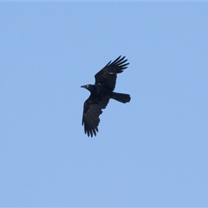 Corvus coronoides at Wisanger, SA - 16 Sep 2025 by AlisonMilton