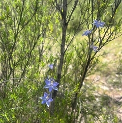 Thelymitra peniculata at Strathnairn, ACT - 20 Oct 2025 by Eland