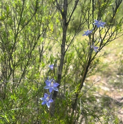 Thelymitra peniculata at Strathnairn, ACT - 20 Oct 2025 by Eland