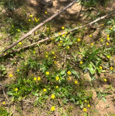Cicendia quadrangularis (Oregon Timwort) at Strathnairn, ACT - 20 Oct 2025 by Eland