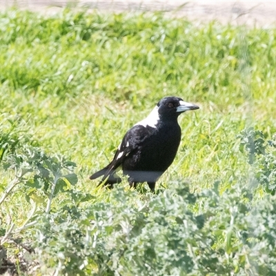 Gymnorhina tibicen (Australian Magpie) at Wisanger, SA - 16 Sep 2025 by AlisonMilton