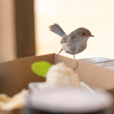 Malurus cyaneus (Superb Fairywren) at Wisanger, SA - 16 Sep 2025 by AlisonMilton