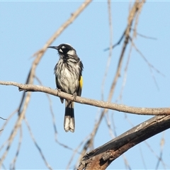 Phylidonyris novaehollandiae at American River, SA - 16 Sep 2025 by AlisonMilton