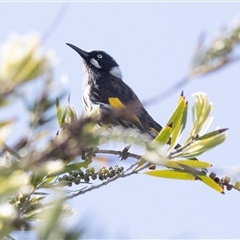 Phylidonyris novaehollandiae at Wisanger, SA - 16 Sep 2025 by AlisonMilton