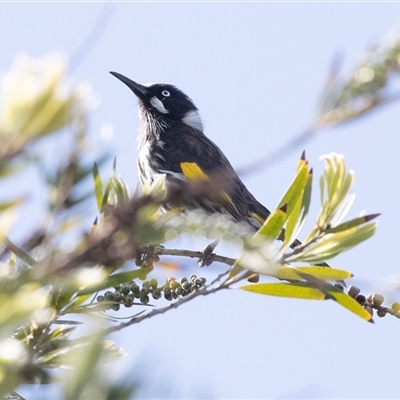 Phylidonyris novaehollandiae at Wisanger, SA - 16 Sep 2025 by AlisonMilton