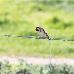 Carduelis carduelis (European Goldfinch) at Wisanger, SA - 16 Sep 2025 by AlisonMilton