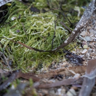 Unverified Marine Alga & Seaweed at American River, SA - 16 Sep 2025 by AlisonMilton
