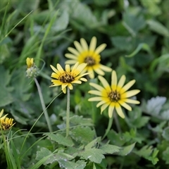 Arctotheca calendula at Wisanger, SA - 16 Sep 2025 by AlisonMilton