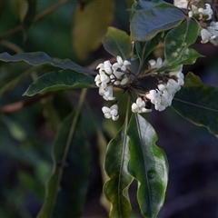 Unverified Other Shrub at American River, SA - 16 Sep 2025 by AlisonMilton