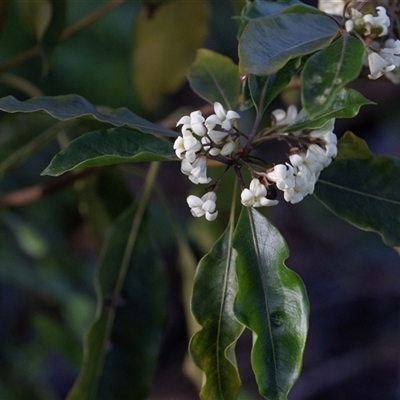 Unverified Other Shrub at American River, SA - 16 Sep 2025 by AlisonMilton