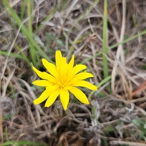 Microseris walteri (Yam Daisy, Murnong) at Burra, NSW - 21 Oct 2025 by BrianSummers