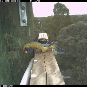Platycercus elegans flaveolus at Thurgoona, NSW - 21 Oct 2025 by AlburyCityEnviros