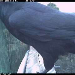Corvus coronoides at Thurgoona, NSW - 20 Oct 2025 by AlburyCityEnviros