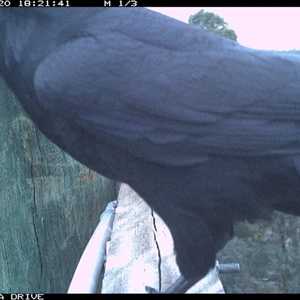Corvus coronoides at Thurgoona, NSW - Yesterday by AlburyCityEnviros