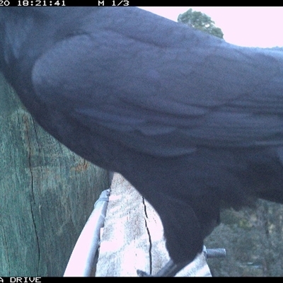 Corvus coronoides at Thurgoona, NSW - 20 Oct 2025 by AlburyCityEnviros