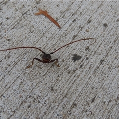 Cerambycidae (family) (Longhorn beetle) at Kingston, ACT - 21 Oct 2025 by SandraH
