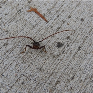 Unverified Insect at Kingston, ACT - Yesterday by SandraH