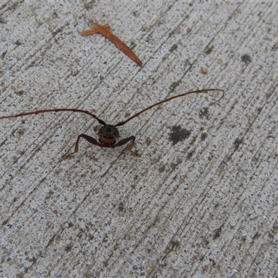Cerambycidae (family) (Longhorn beetle) at Kingston, ACT - 21 Oct 2025 by SandraH