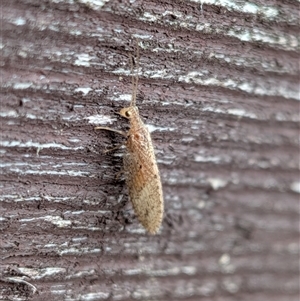 Unverified Brown Lacewing (Hemerobiidae) by chriselidie
