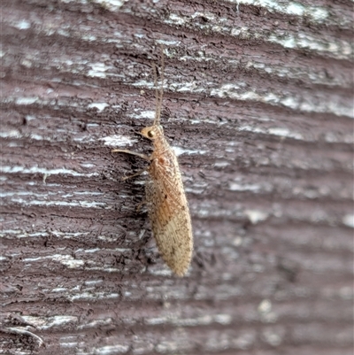 Micromus tasmaniae (Tasmanian Brown Lacewing) at  - suppressed by chriselidie