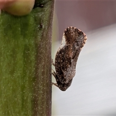 Massila sp. (genus) (Unidentified Massila planthopper) by chriselidie