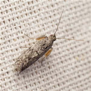 Phycitinae (subfamily) by DPRees125