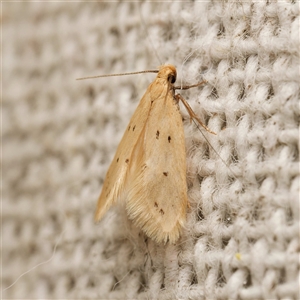 Atalopsis heniocha (A concealer moth) by DPRees125
