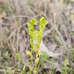 Hymenochilus cycnocephalus (Swan greenhood) at Fadden, ACT - Yesterday by Mike
